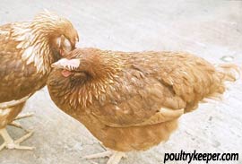 swollen-head-chicken.jpg