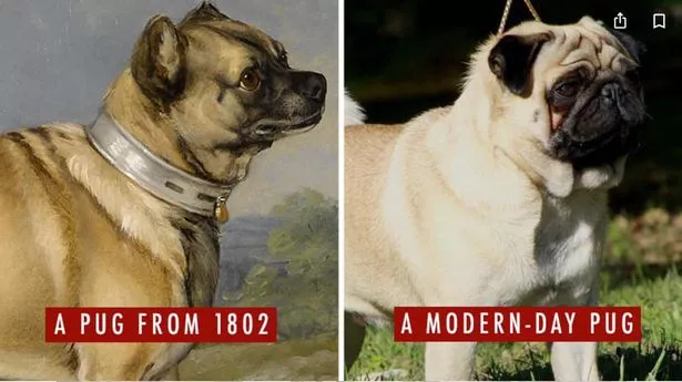 0_Pug-then-and-now.jpg