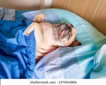 cute-pug-dog-sleep-rest-260nw-1375962806.jpg