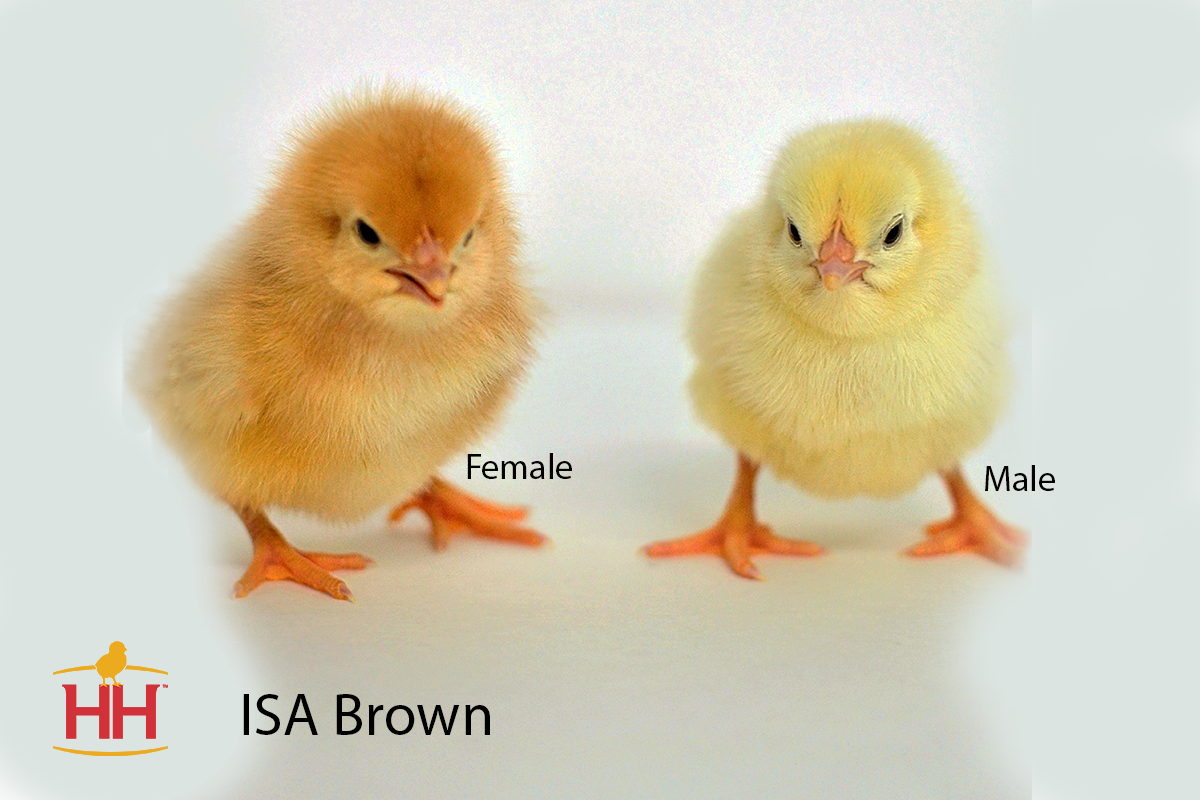 ISA%20Brown%20Chick%20Photo%201.png