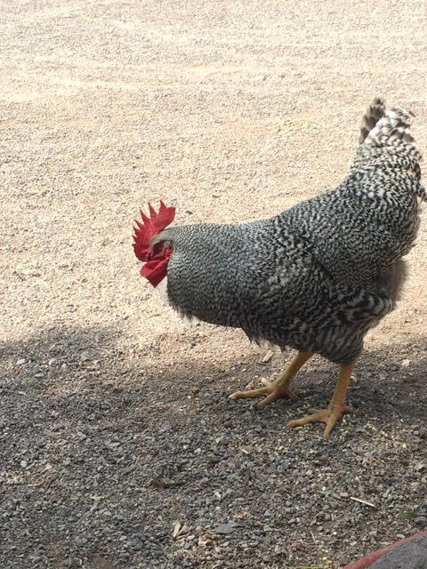 Allen, the beloved feisty rooster.
