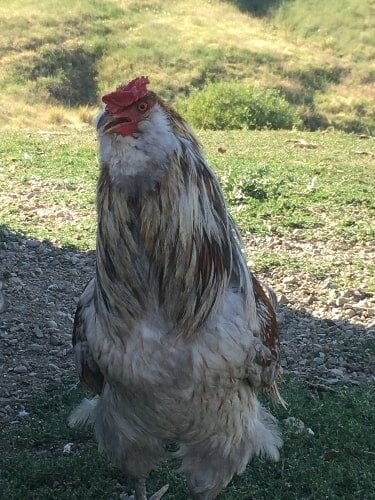 Quiggles, my reformed punk rooster.