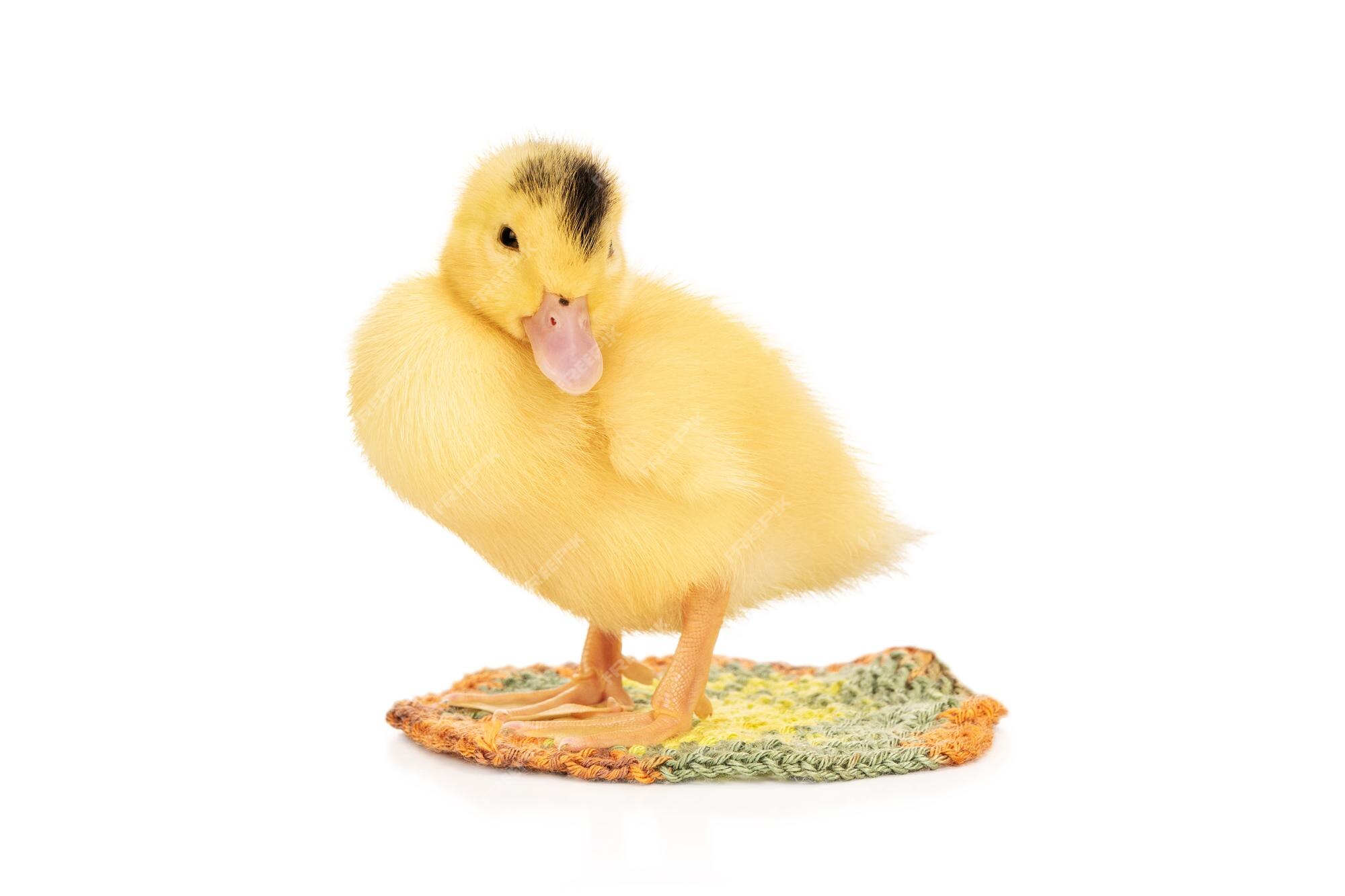 portrait-little-yellow-duckling-with-black-spot-his-head-knitted-rug-isolated-white-background_193437-1218.jpg