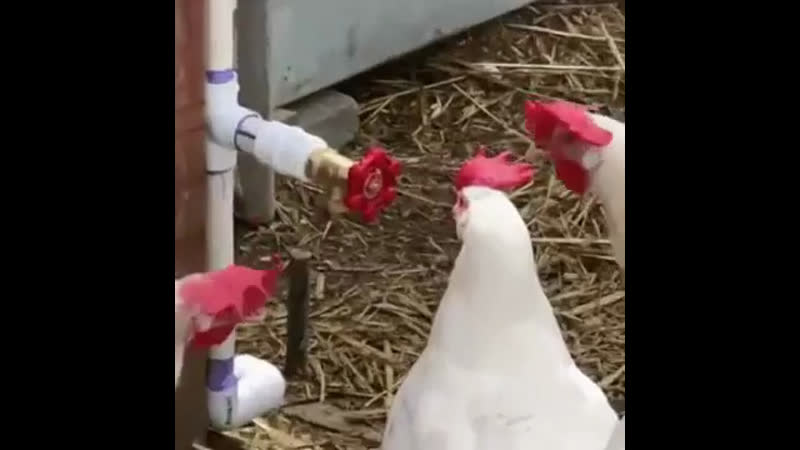 That's a weird chicken... - TokyVideo