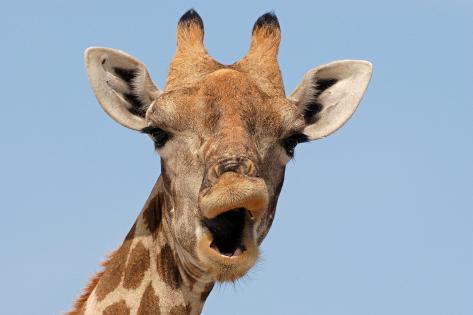 malcolm-schuyl-giraffe-giraffa-camelopardalis-adult-female-close-up-of-head-mouth-open-etosha_a-G-14378860-14258382.jpg