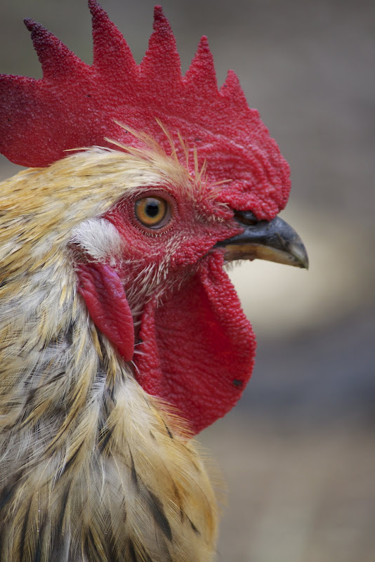 rooster%252520closeup.jpg