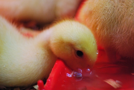 20100427_205_FirstMuscovy.small.jpg