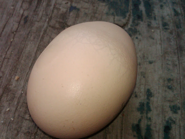 IMG01504-20110417-1353.jpg