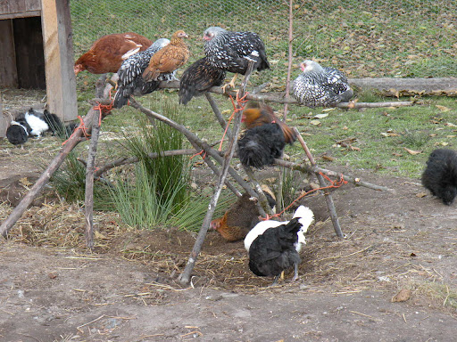 DSCN1168.jpg