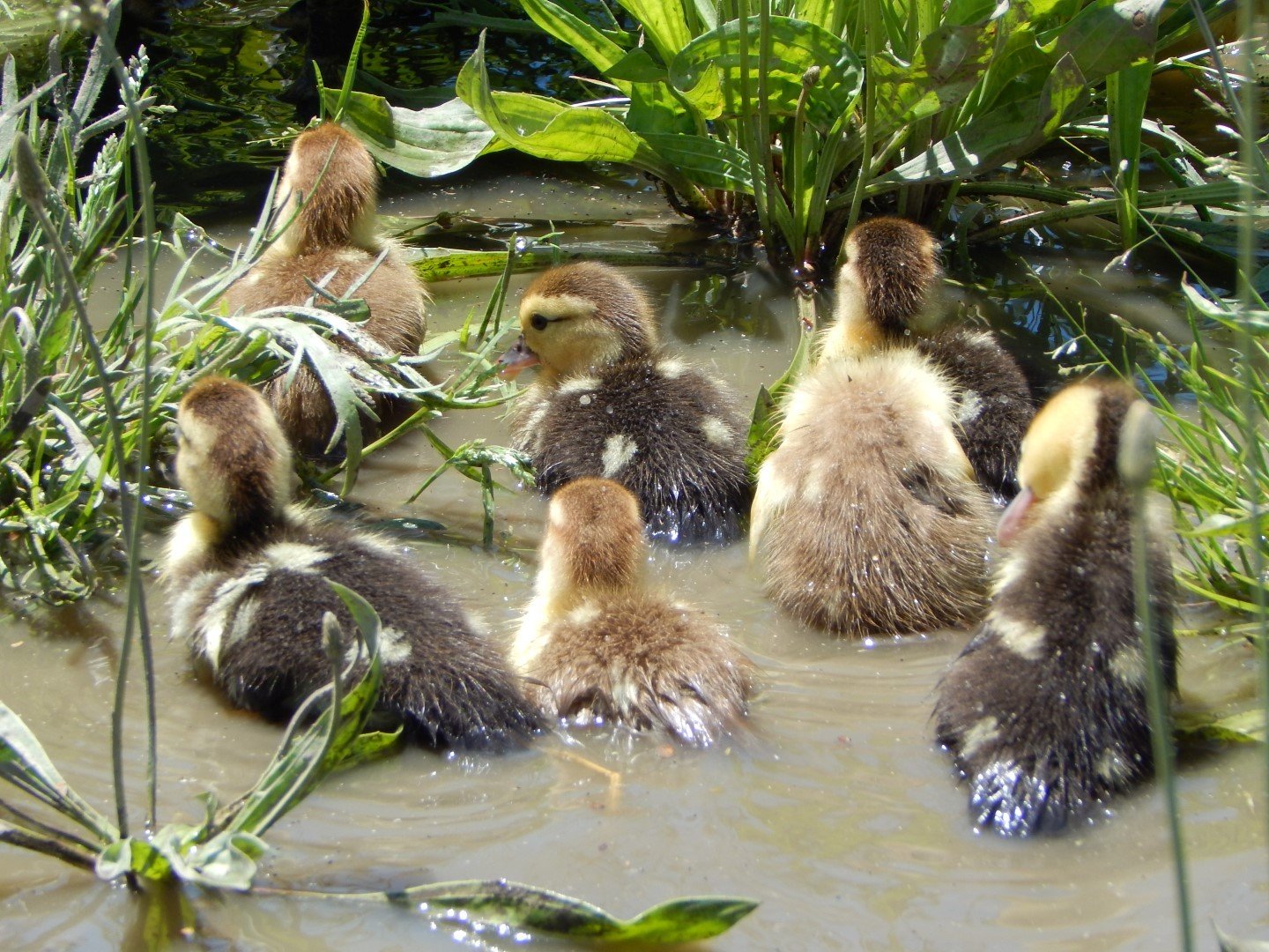 muscovy ducklings.JPG