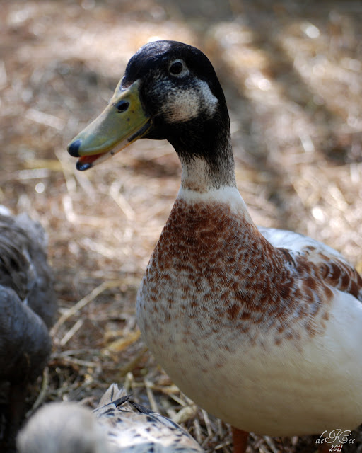 2011.04.17%252520DuckDogersDraking.jpg