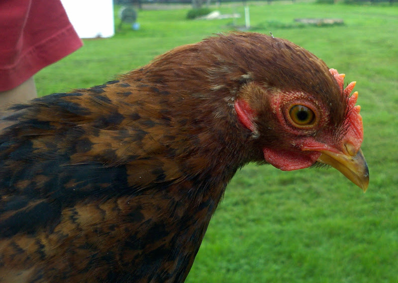 2011-05-28_16-24-46_966.jpg