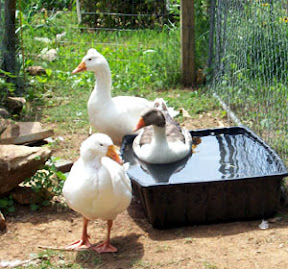 2011-July-Geese.jpg