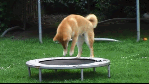13.gif