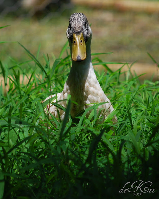 2010.06.19%252520WelshHarlequin.jpg