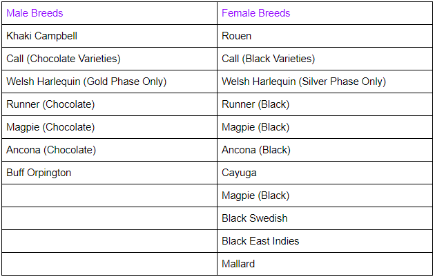 Sex Linked Ducks Chart.png