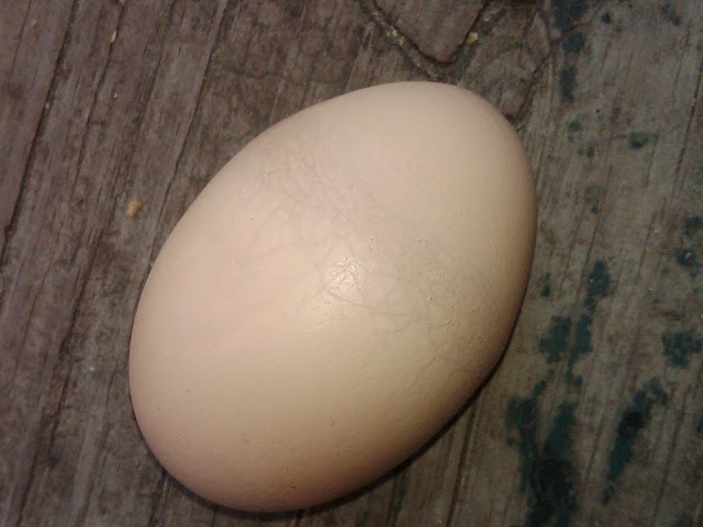 IMG01501-20110417-1352.jpg