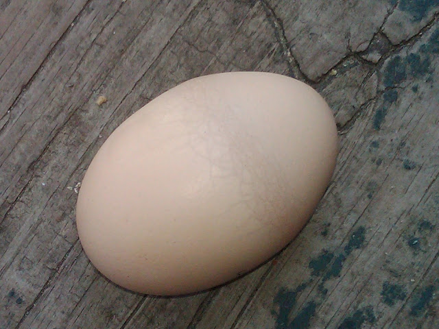 IMG01503-20110417-1352.jpg