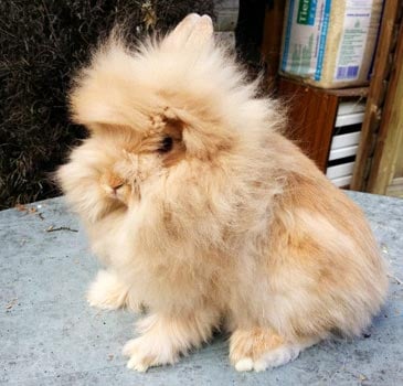 Orange-Lionhead-Rabbit1.jpg