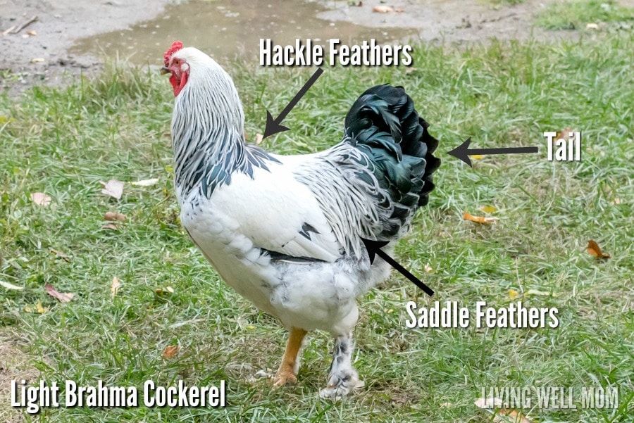 Cockerel-chicken-brahma.jpg