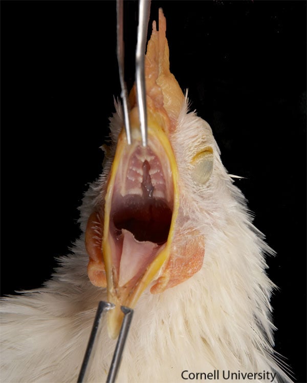 beak-and-tongue.jpg
