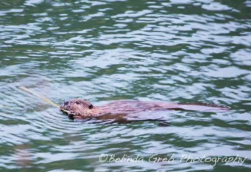 beaver-swimming-with-a-branch-2.jpg