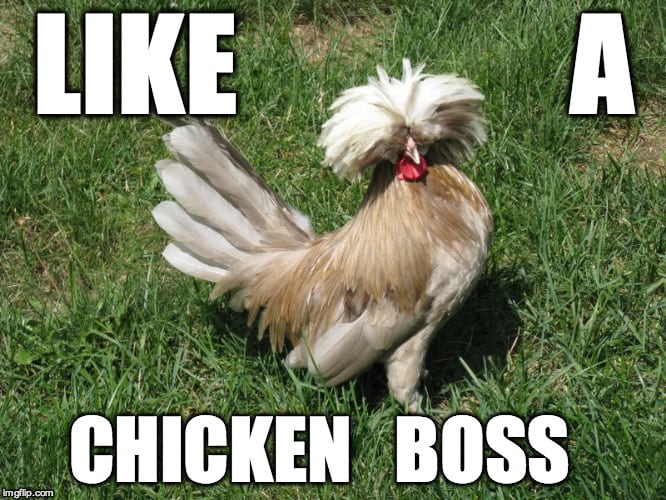 like-a-chicken-boss-meme.jpg