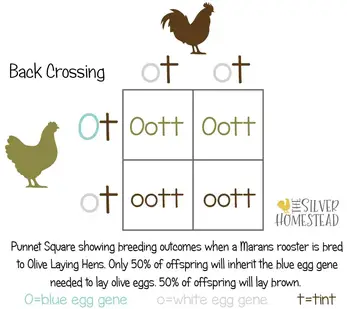 Punnet-Square-Back-Crossing-Olive-Eggers.jpg