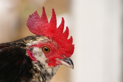 rooster-comb.jpg