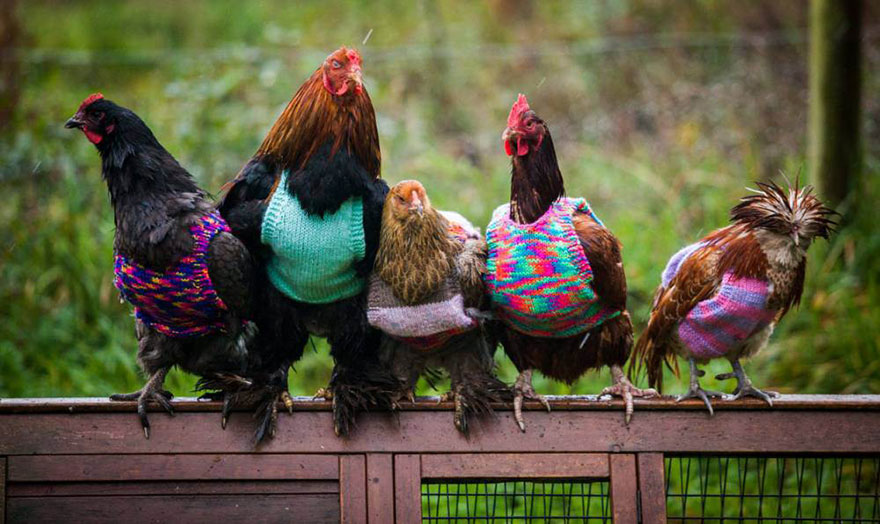 knits-tiny-chicken-jumpers-battery-hens-nicola-congdon-cornwall-61.jpg