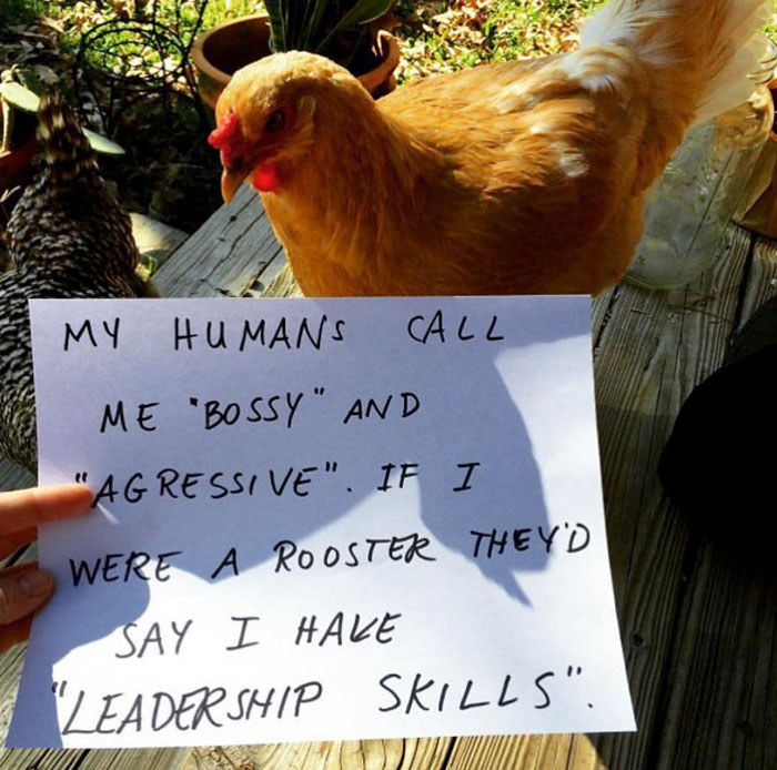 Farmers Are Shaming Their Chickens For Their 'Crimes' And It's Too ...
