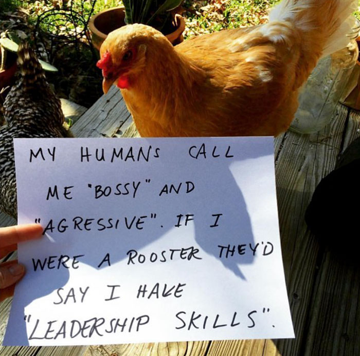 Farmers Are Shaming Their Chickens For Their 'Crimes' And It's Too ... Farmers Are Shaming Their Chickens For Their 'Crimes' And It's Too ...