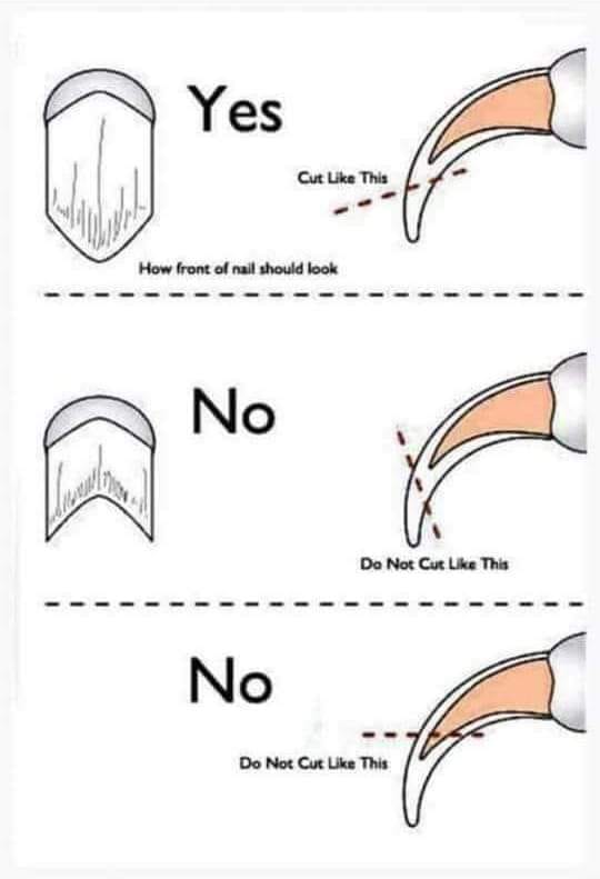 nail-cutting.jpg