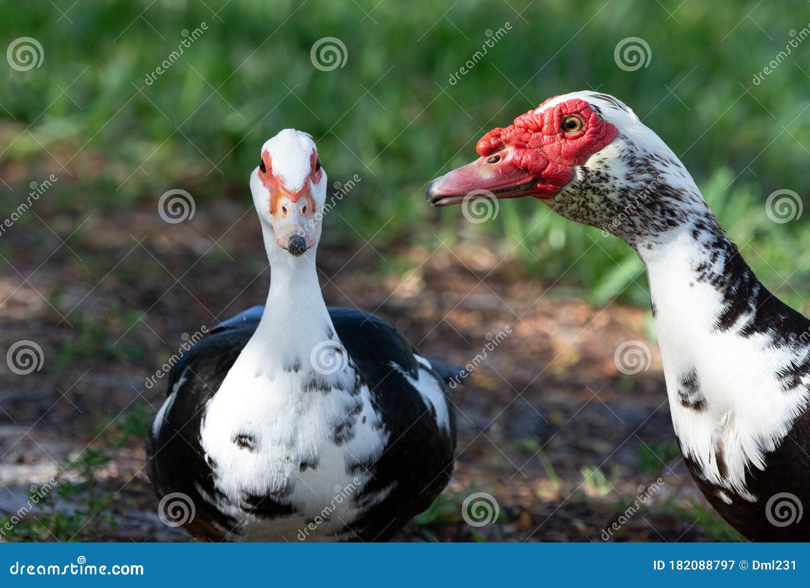Male and Female Muscovy Duck in Relationship Stock Image - Image of grass,  duck: 182088797