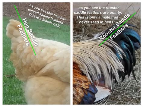 The Bird Nerd: Sexing Chickens
