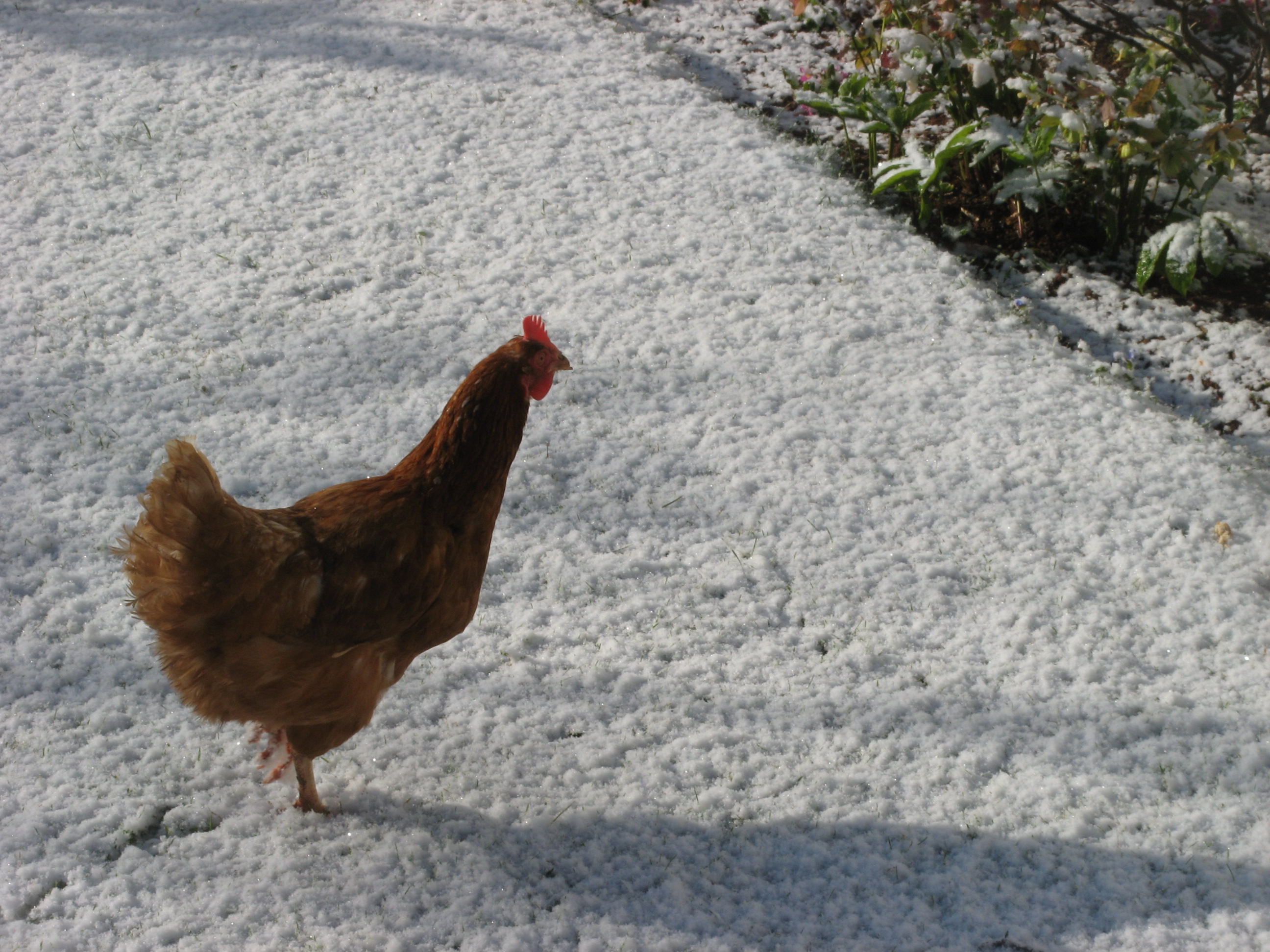 Chicken_In_Snow.JPG
