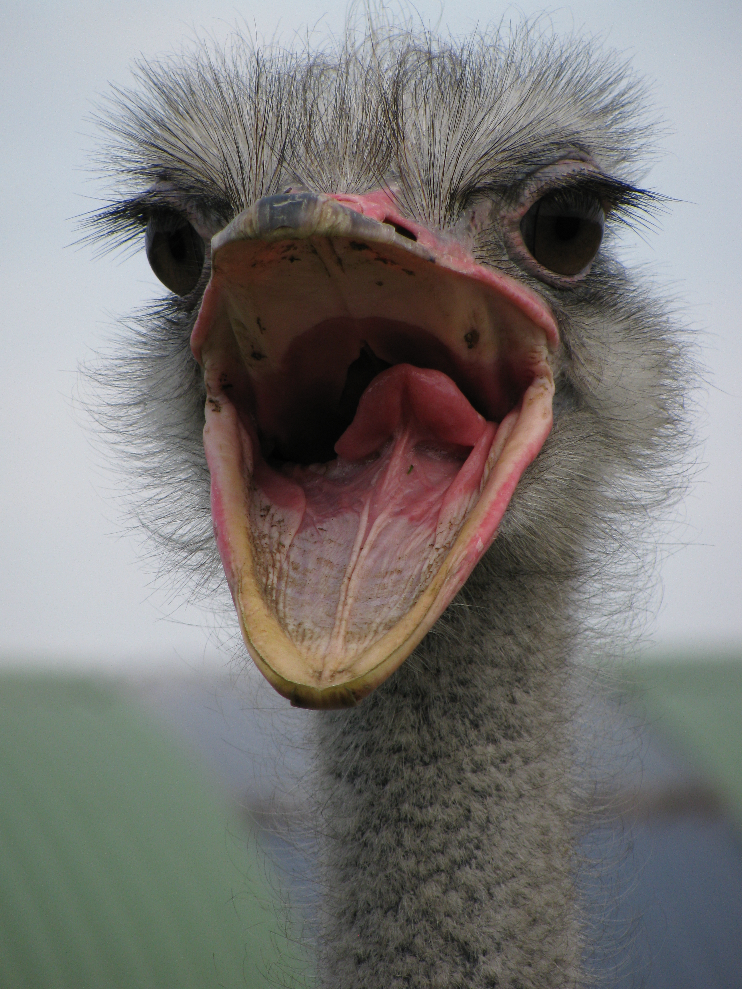 Ostrich%2C_mouth_open.jpg