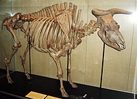 200px-Copenhagen_Zoological_Museum_Aurochs_bull.jpg
