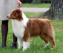 220px-Redtriaussie01.jpg