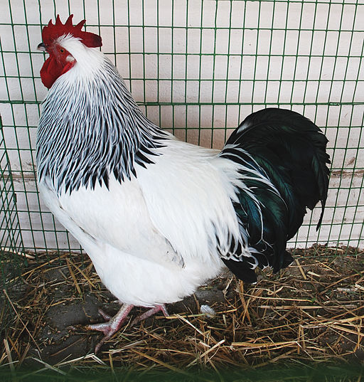 512px-Light_Sussex_Rooster.jpg