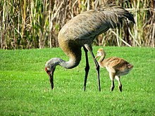 220px-Sandhill_Crane_with_Chick.jpg