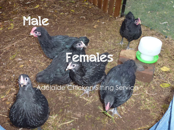 australorps-at-7-weeks-april-2015-males-and-females.jpg