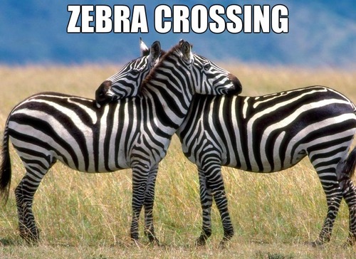 Funny-Zebra-Crossing-Meme-Picture.jpg