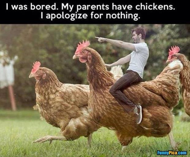 I-Was-Bored-My-Parents-Have-Chickens-I-Apologize-For-Nothing-Funny-Chicken-Meme-Picture.jpg
