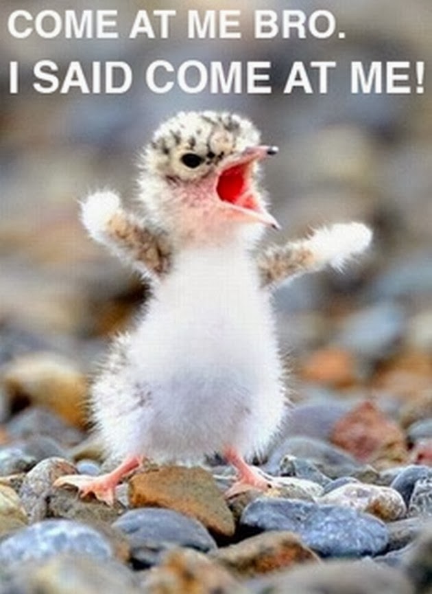 Come-At-Me-Bro-I-Said-Come-At-Me-Funny-Duck-Meme-Photo.jpg