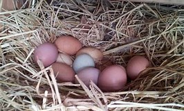 Image result for which chickens lay pink eggs