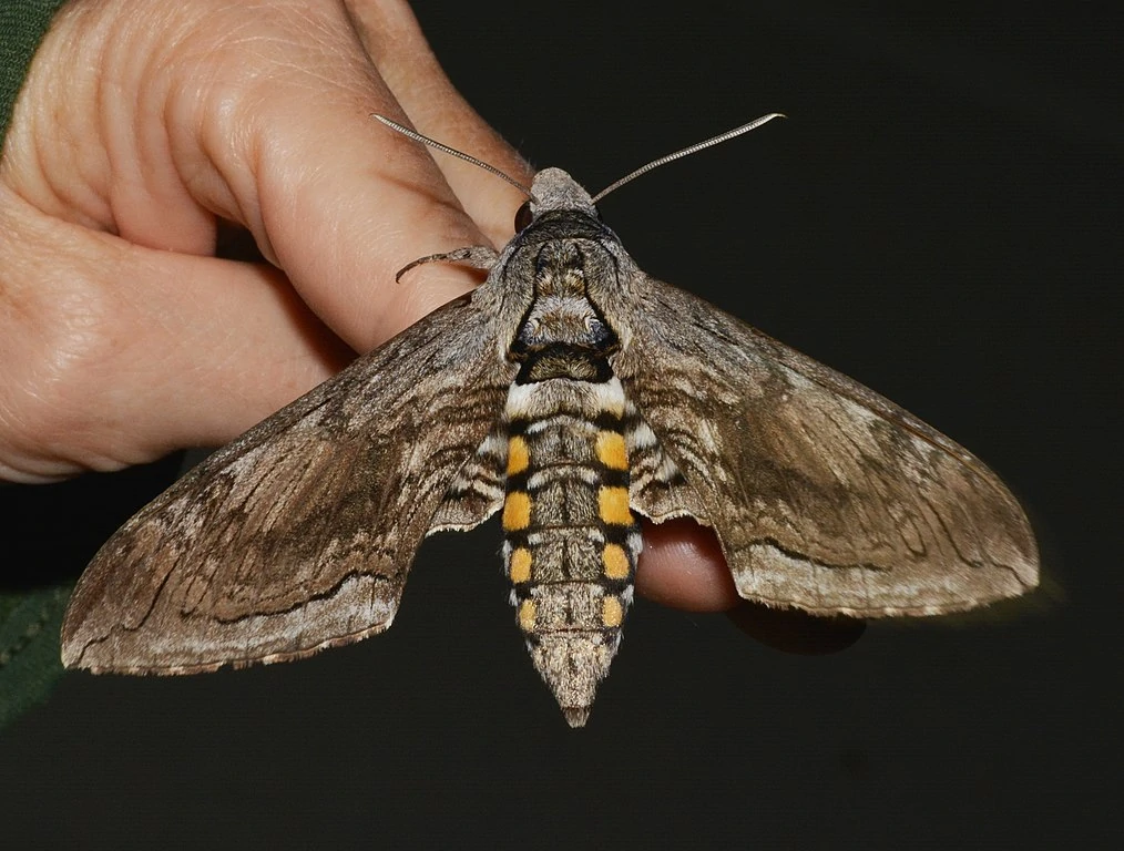 manduca quinquemaculatus ā five spotted hawk moth manduca quinquemaculatus ā five spotted hawk moth