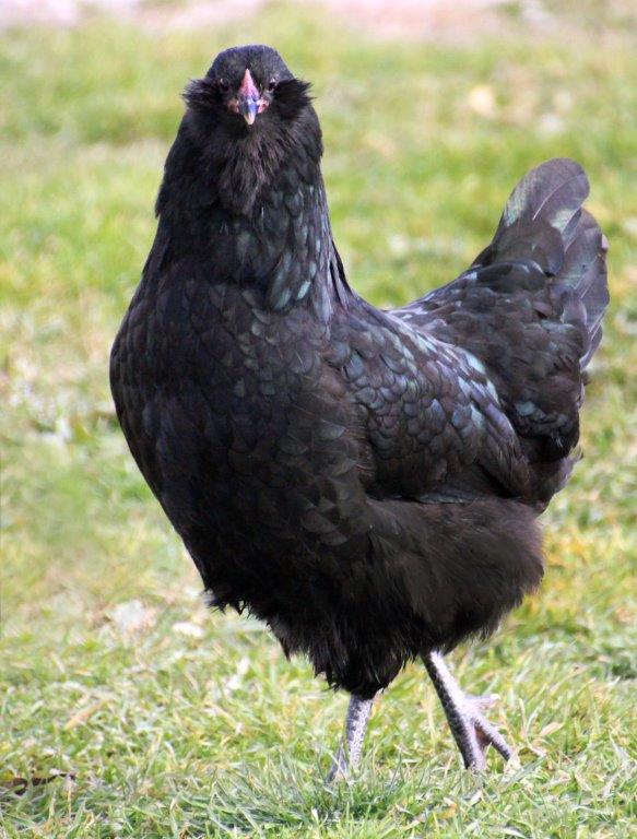 black_ameraucana_2_3.jpg