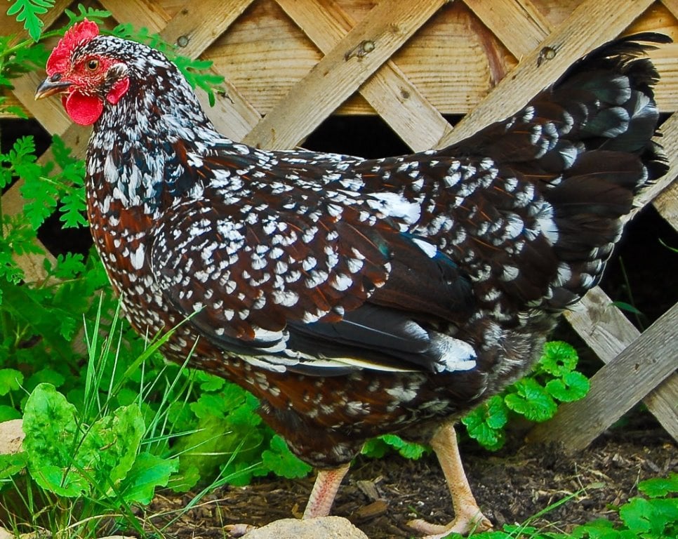 chickens-4.jpg