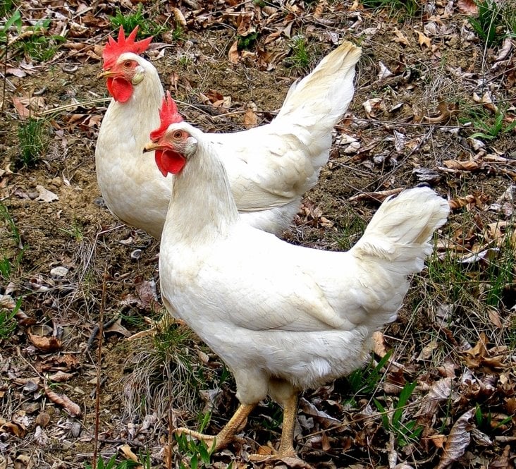 white_leg.jpg